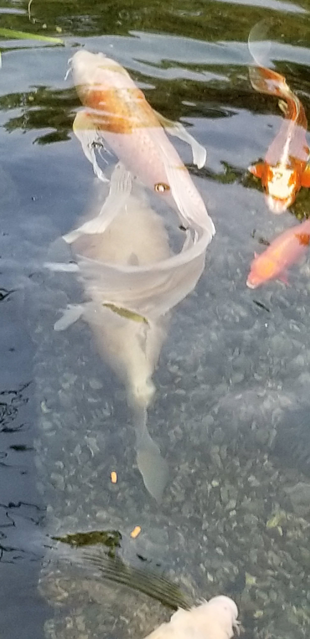 The big girl has Dropsy  <frown>  ~~  Its terminal and she is organ and renal damaged.  Very sad.