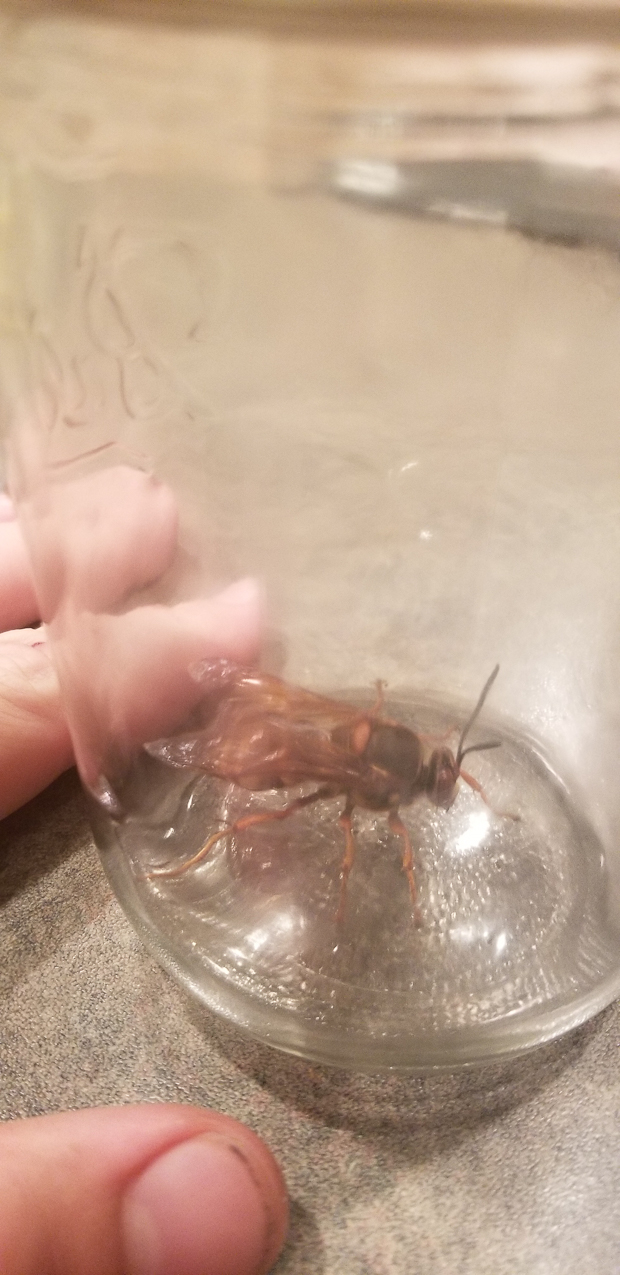 Cicada Killers vs The Dad  ~~  