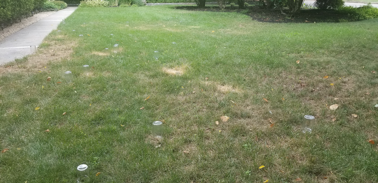 Cicada Killers vs The Dad  ~~  