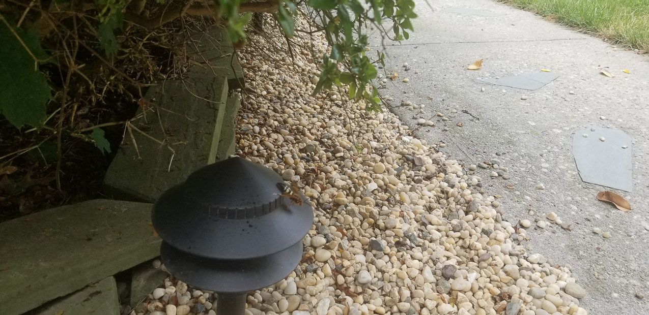 Cicada Killers vs The Dad  ~~  