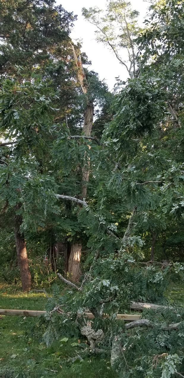 Trop Storm Isaias  ~~  a bit of damage, days of no power and no internet and no cell service.