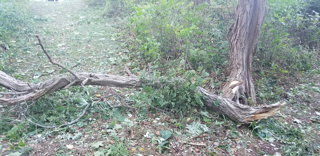 Trop Storm Isaias  ~~  a bit of damage, days of no power and no internet and no cell service.