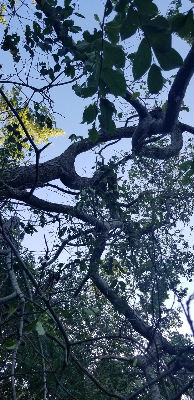 Trop Storm Isaias  ~~  a bit of damage, days of no power and no internet and no cell service.