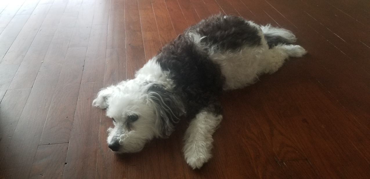 Kiki (the Keeks) RIP August 13 2020  ~~  The queen of the Lynch Kingdom from 2004 to 2020