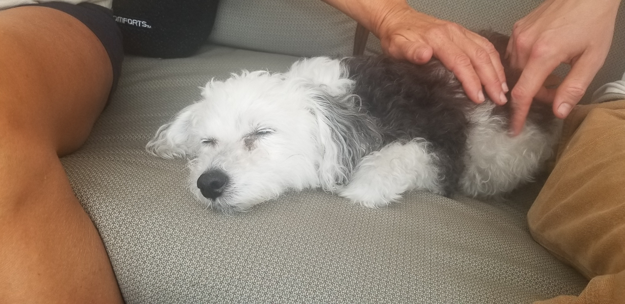 Kiki (the Keeks) RIP August 13 2020  ~~  The queen of the Lynch Kingdom from 2004 to 2020