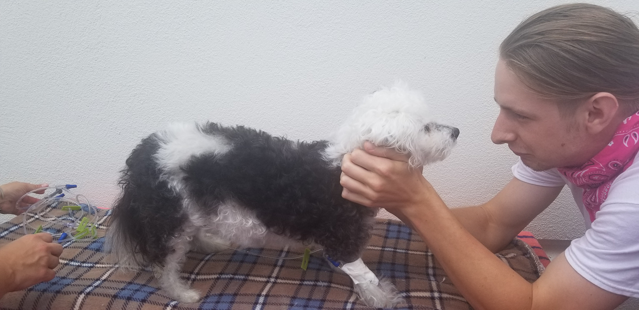 Kiki (the Keeks) RIP August 13 2020  ~~  The queen of the Lynch Kingdom from 2004 to 2020