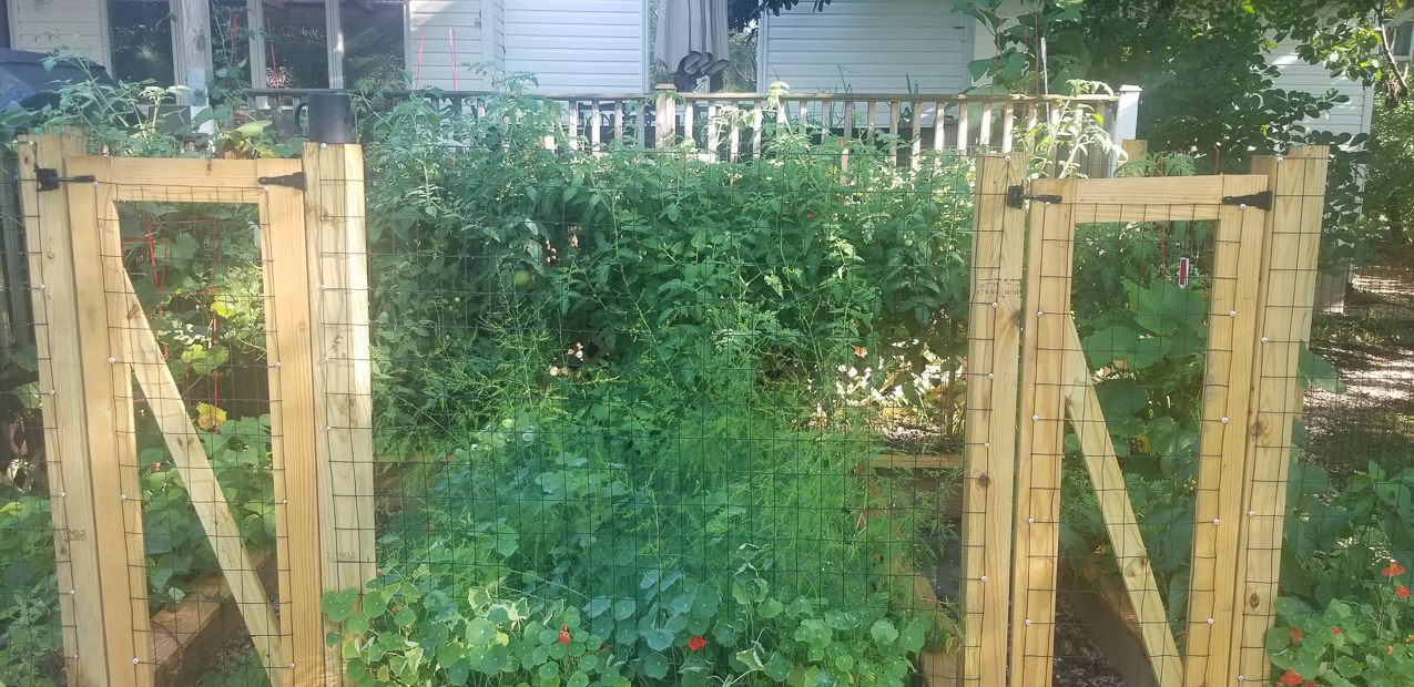 The garden and the Tomato super squirrels  ~~  