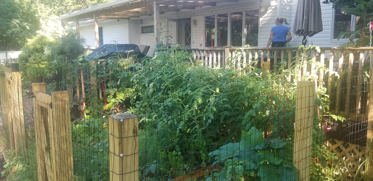 The garden and the Tomato super squirrels  ~~  