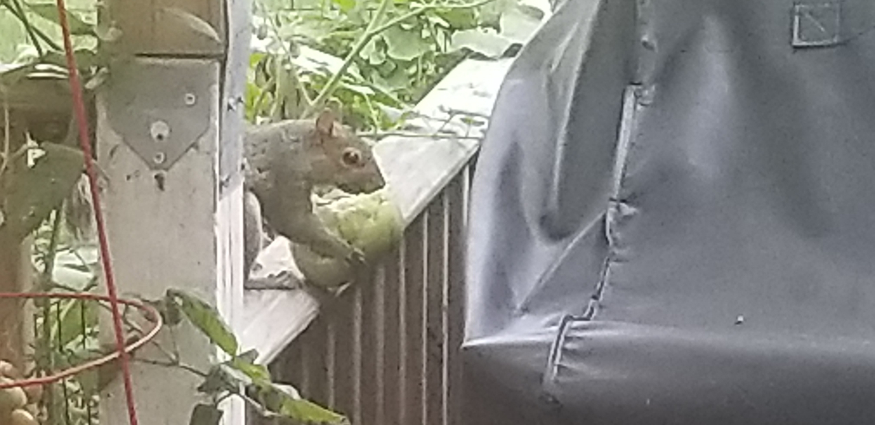 The garden and the Tomato super squirrels  ~~  