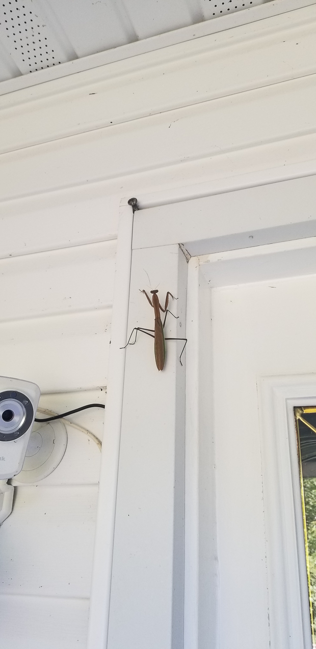 Praying Mantis Visitor at the front door  ~~  Good Luck they say