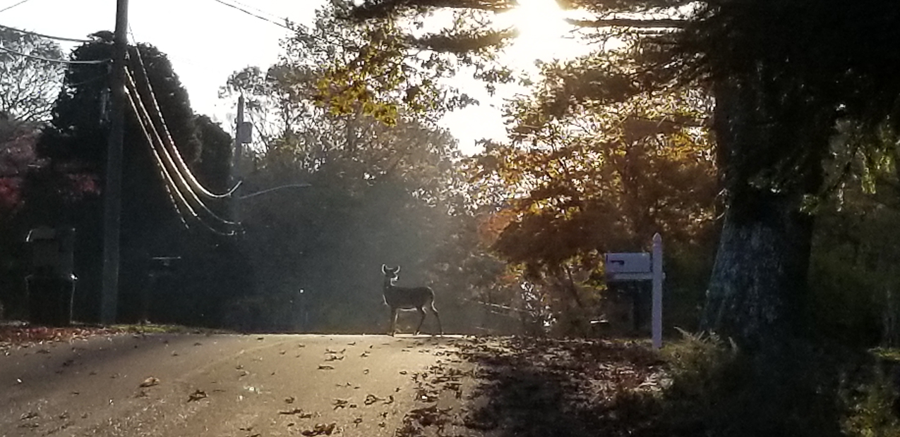 Nov 10 2020 bike ride  ~~  