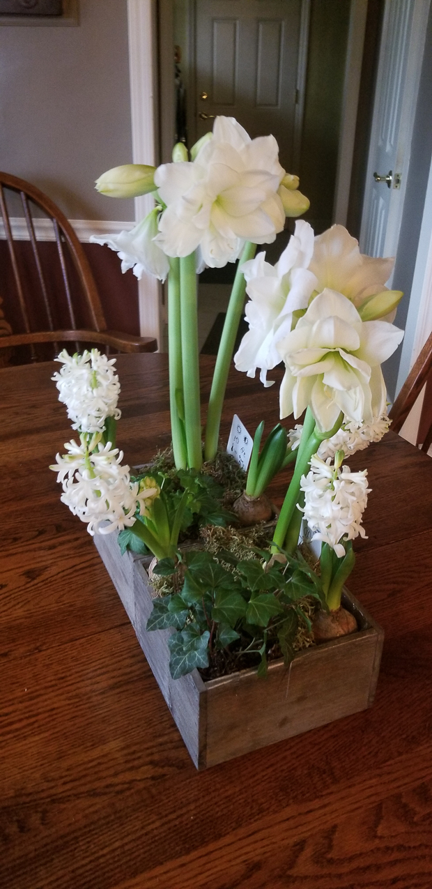 Flowers for Christmas  ~~  