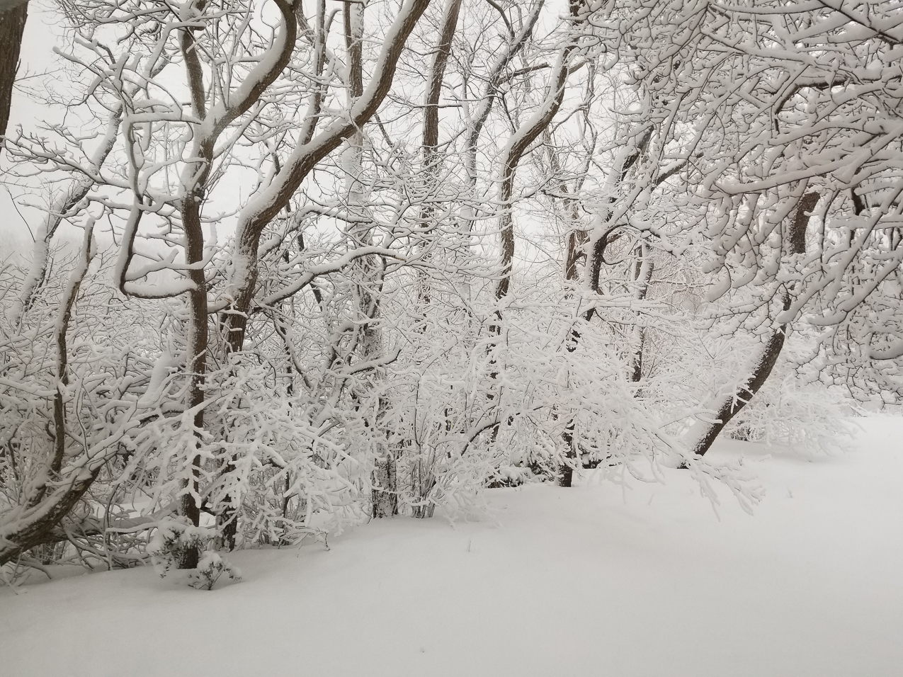 Winter February on Long Island 2021  ~~  Got some snow and it stayed!
