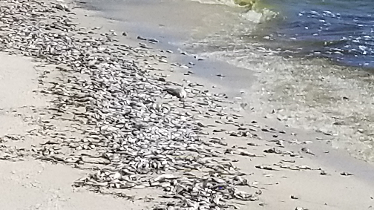 Cycling July 2021  ~~  During Red Tide Casey Key and Nokomis Beach
