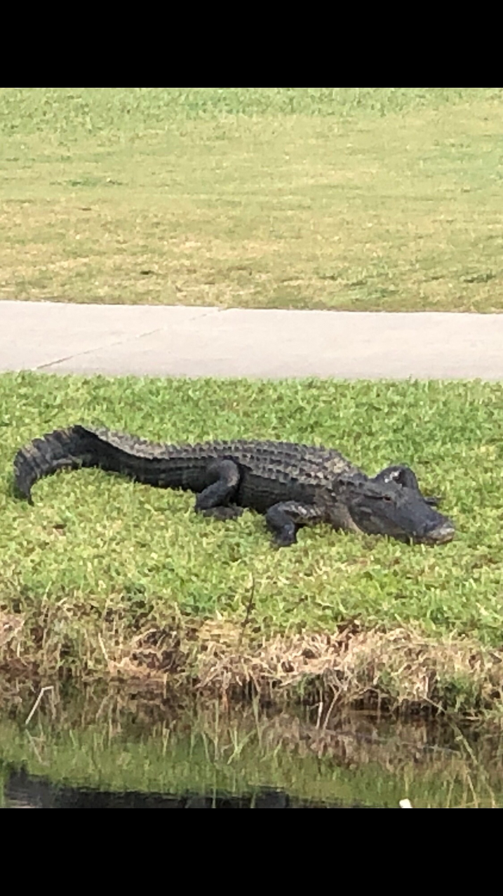 oour Golf Gator up close  ~~  
