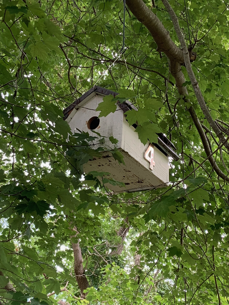 Lynch mailbox regifted as a birdhouse  ~~  