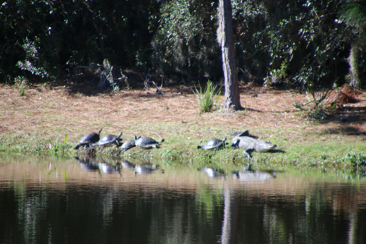 5 Turtles and Aligator in the yard  ~~  