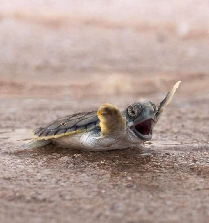 Yippee Florida Turtle  ~~  