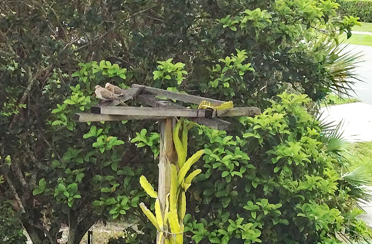 Gretchen and Tom  The morning doves March 24 2022   ~~  