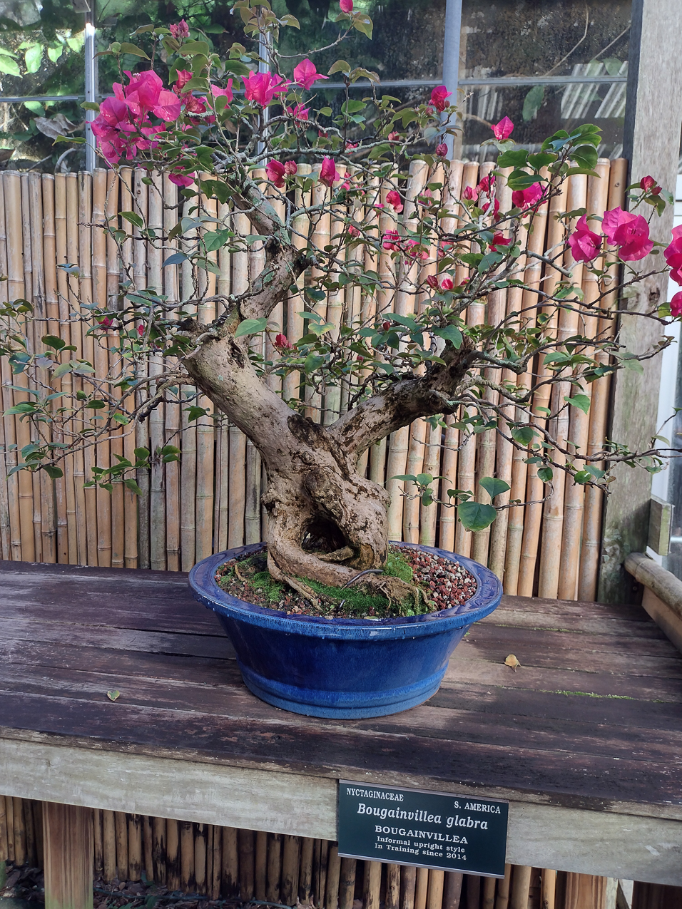 Selby Gardens Jan 2022  ~~  