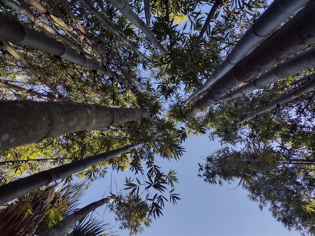 Selby Gardens Jan 2022  ~~  