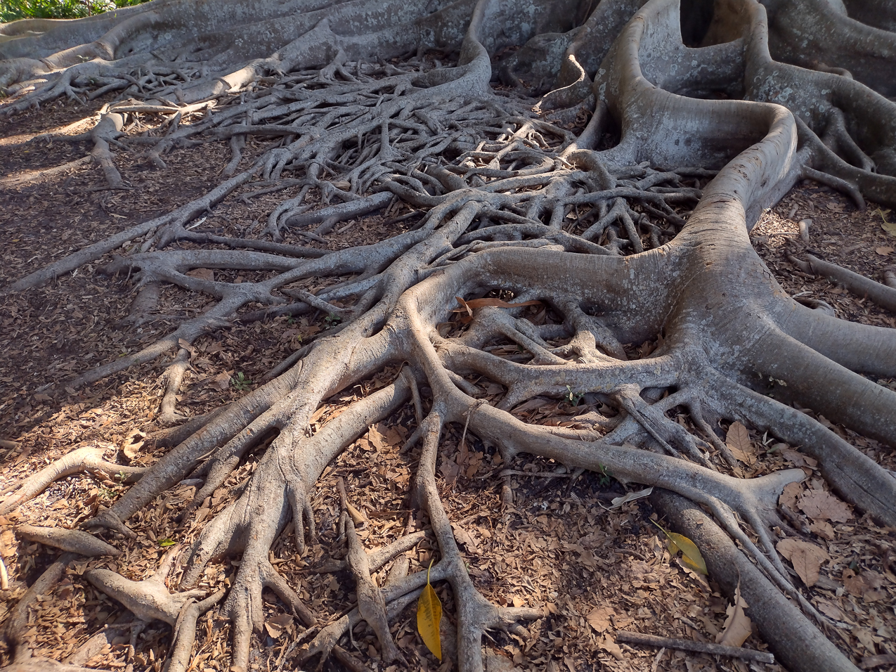 Selby Gardens Jan 2022  ~~  