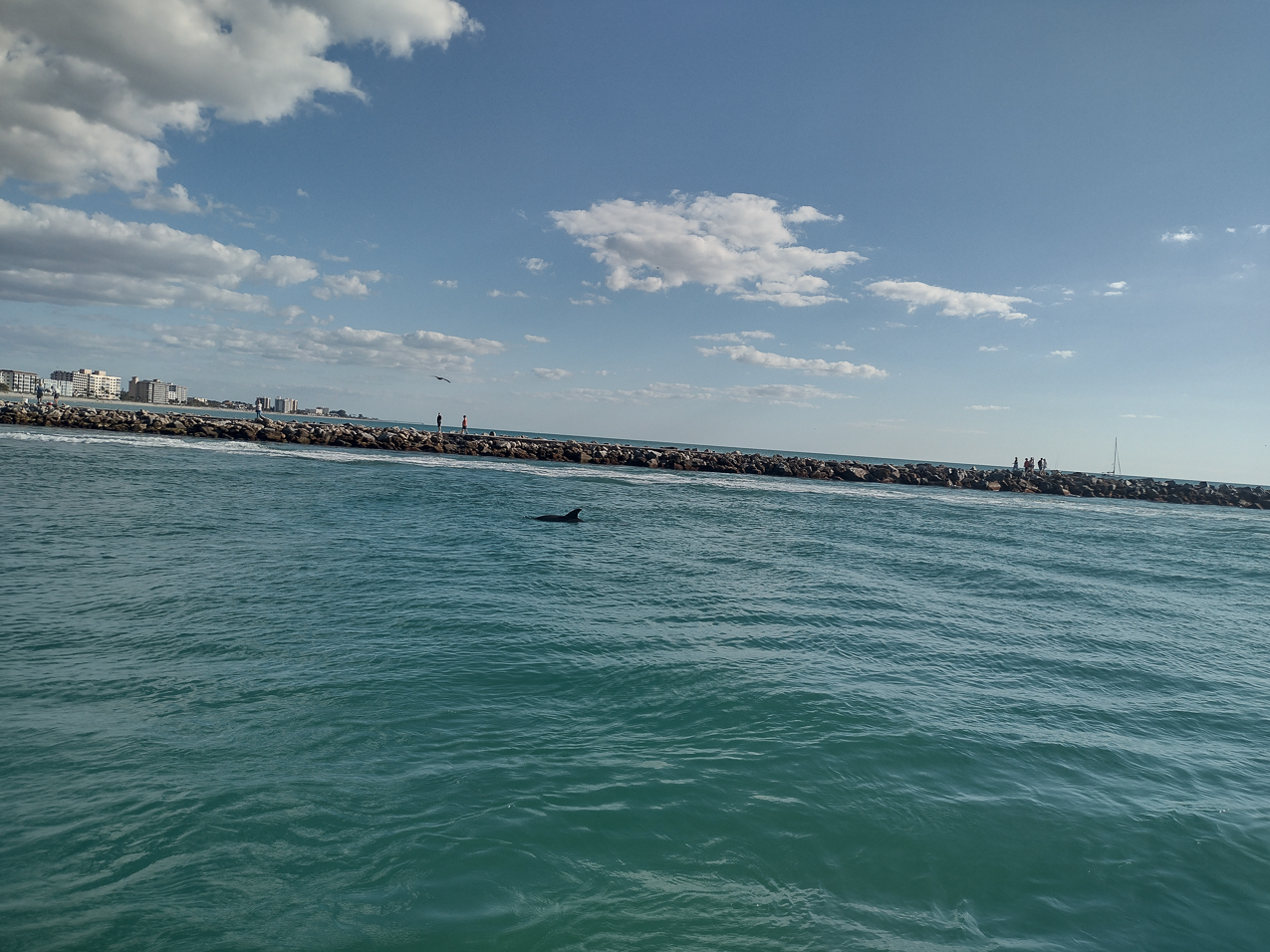 Bike Ride March 4th 2022  ~~  Dolphins in the harbor/inlet