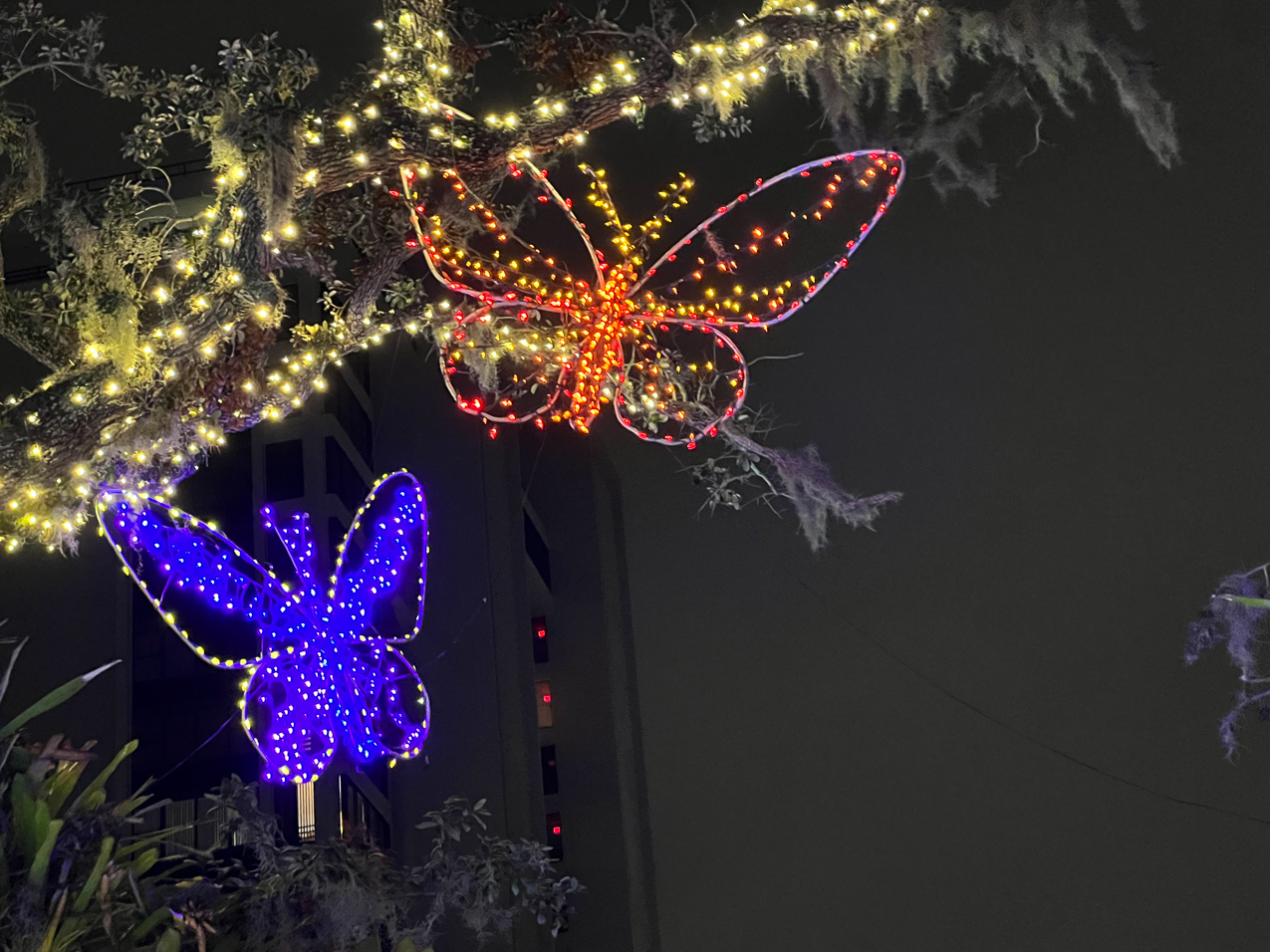 Selby Gardens Light Show December 2022  ~~  
