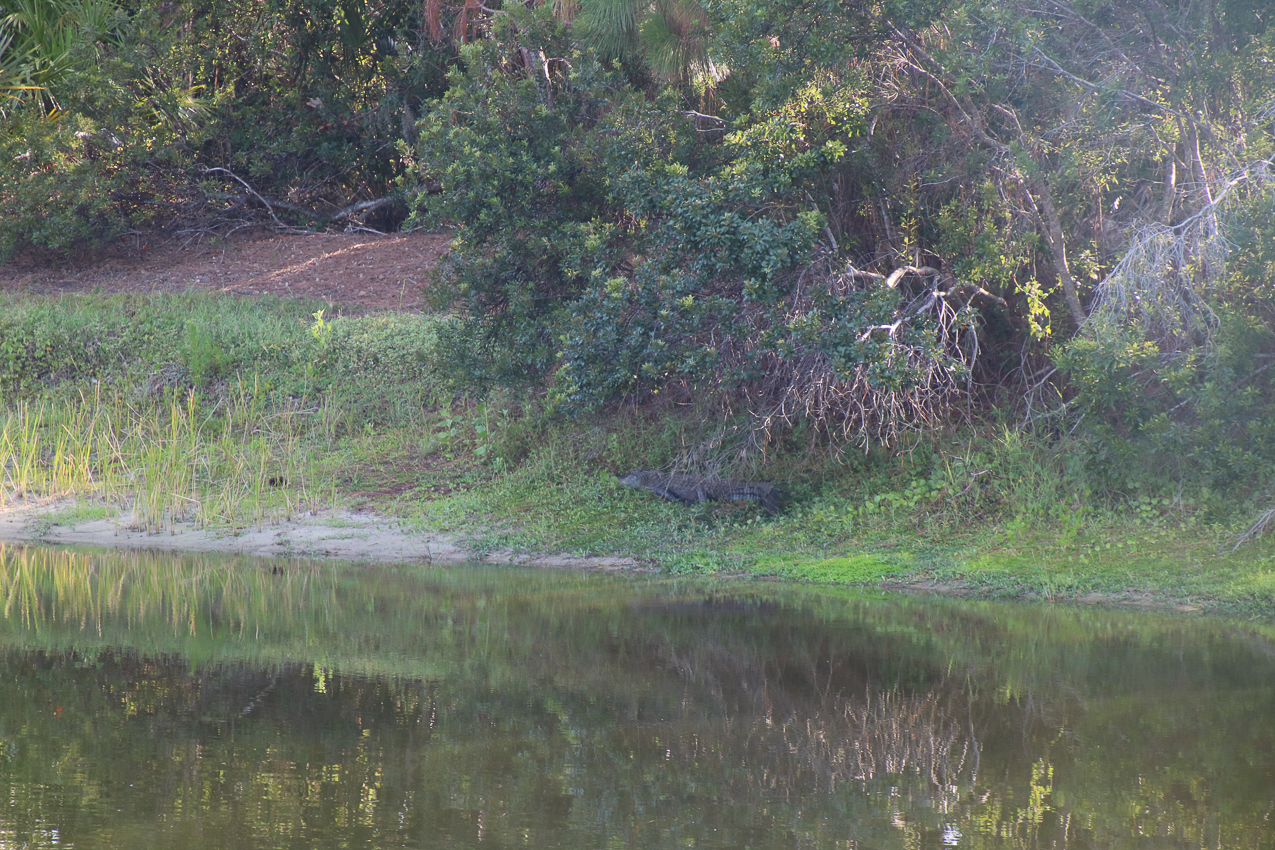 July 2023 - WALLY Gator  ~~  