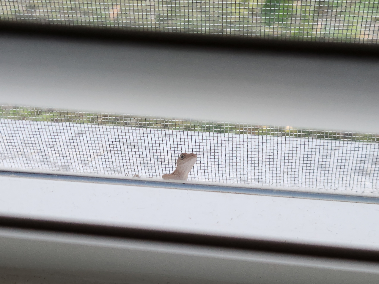 FRED!!!  is alive  ~~  