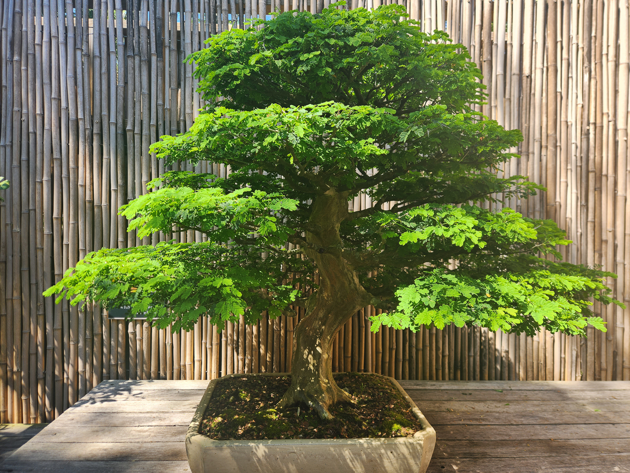 Selby Gardens with Tara  ~~  