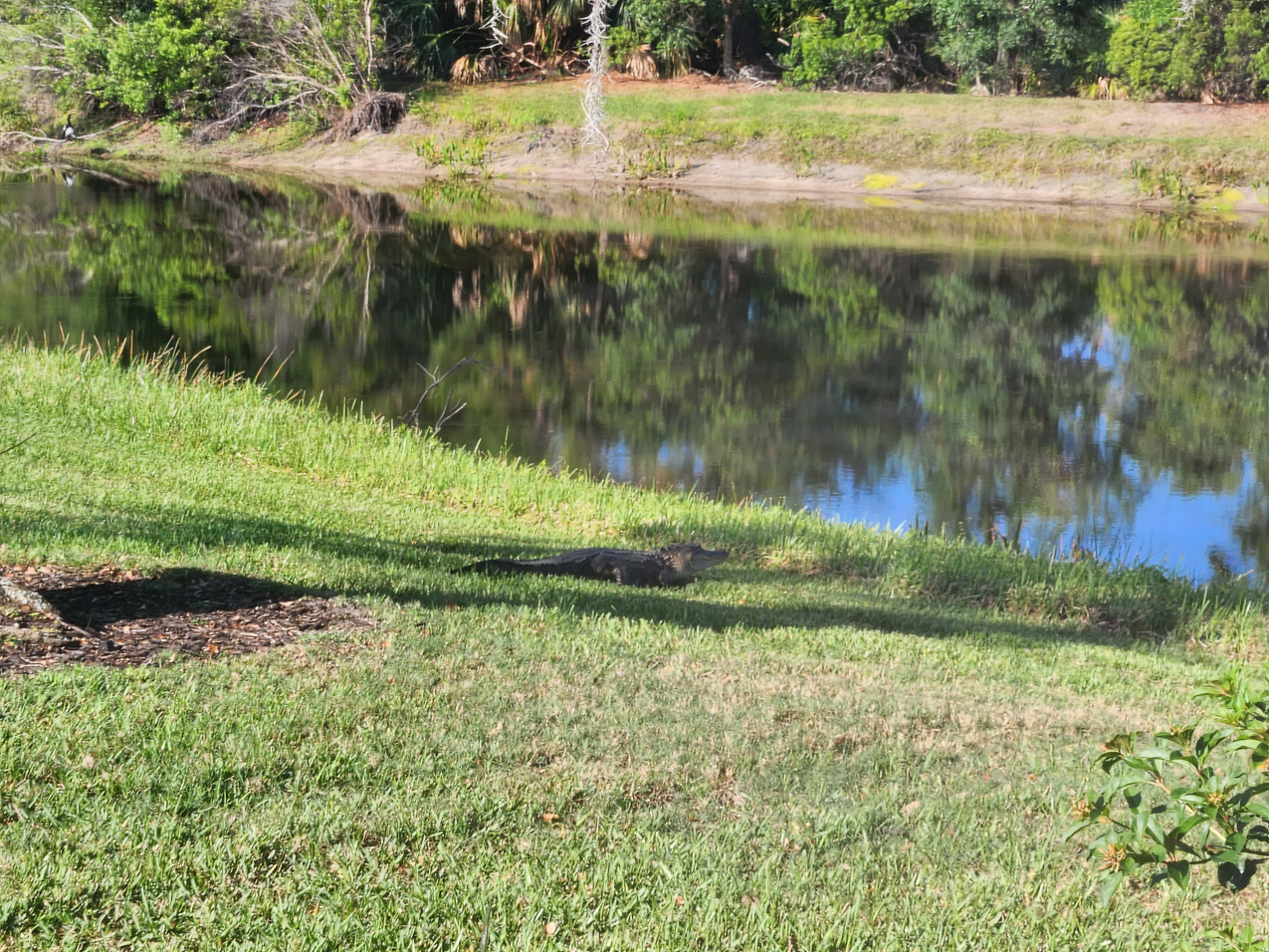 Little alligator who grunted past our cage to the pond.  ~~  