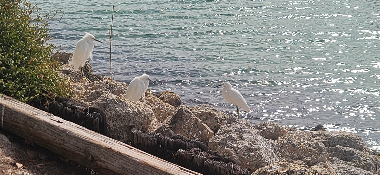 Clear water Casey Key December 2023  ~~  