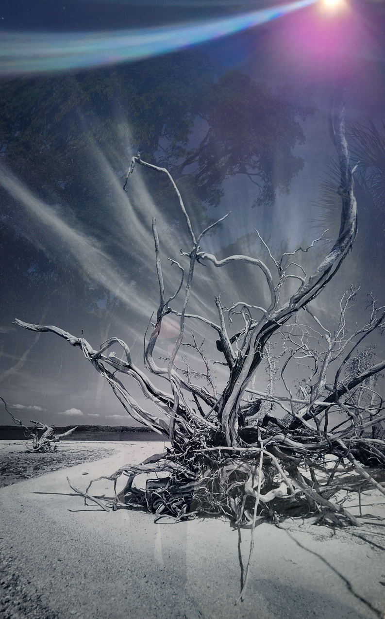 Selby Gardens Photo Exhibit  ~~  