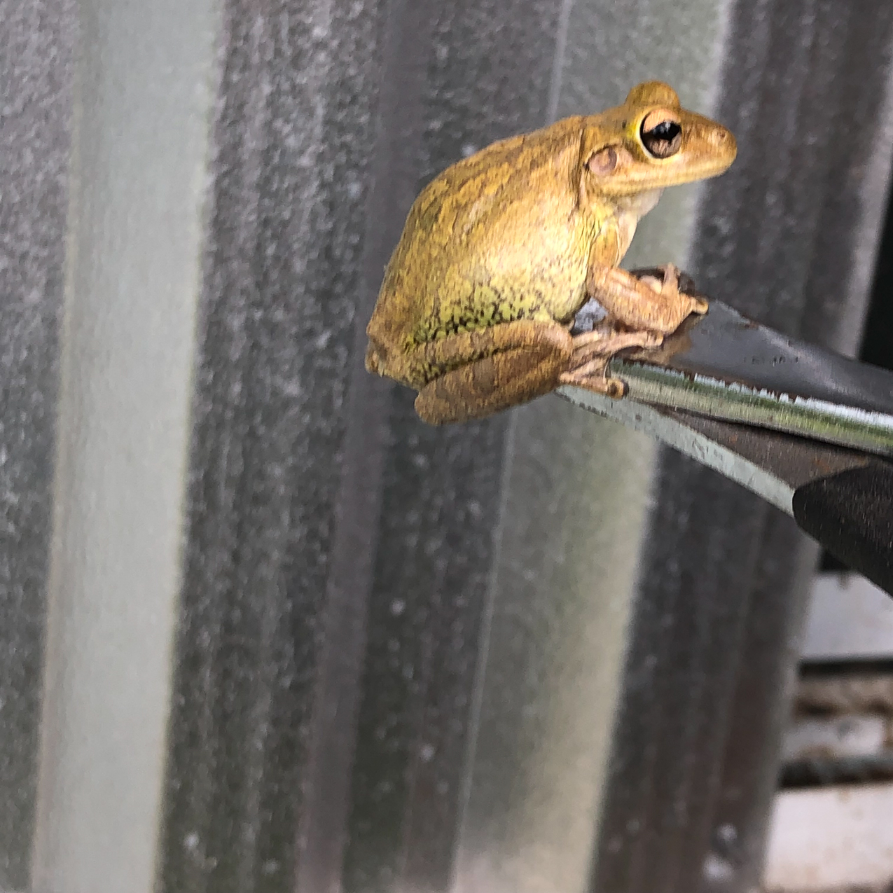 White Frogs at MomMoms  ~~  