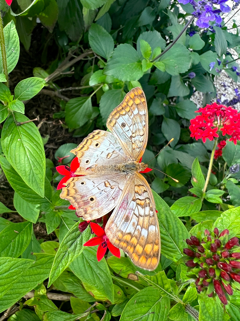 Priceman's Visit to Florida  ~~  