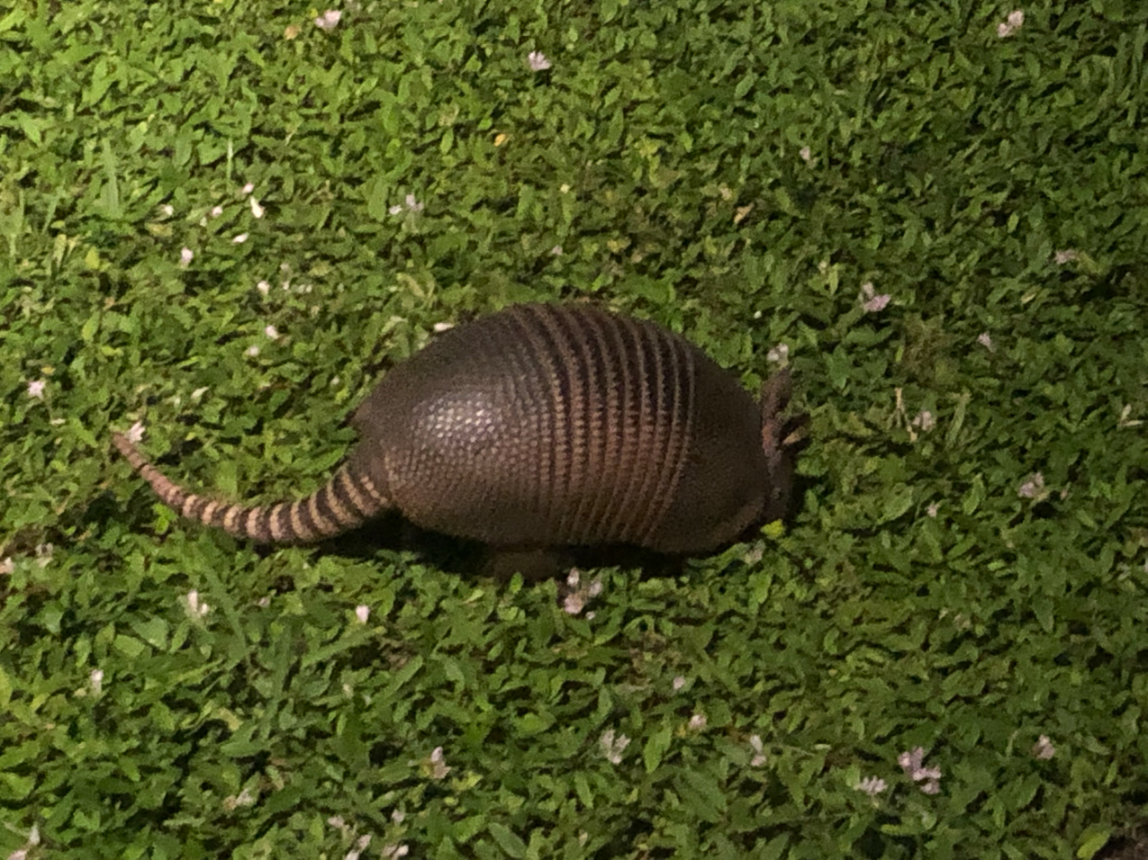 Dollar Dilly the Armadilly in our backyard.  ~~  
