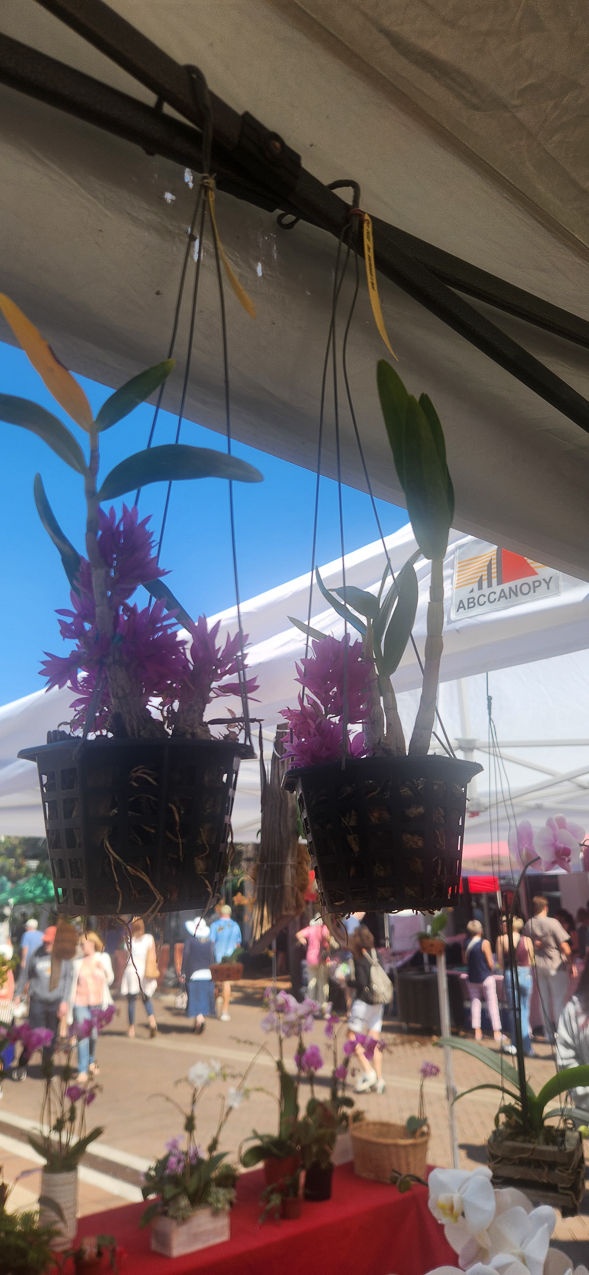 Orchids like the one in home office  ~~  