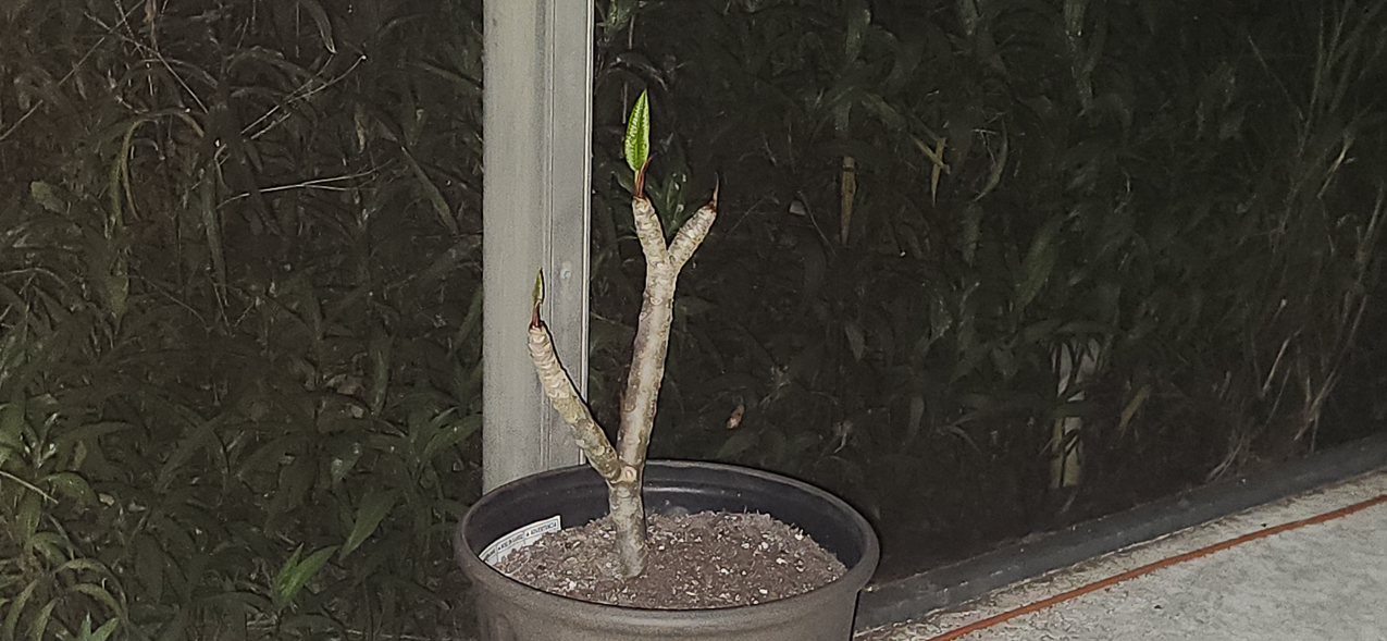 The little Plumeria I thought was dead  ~~  
