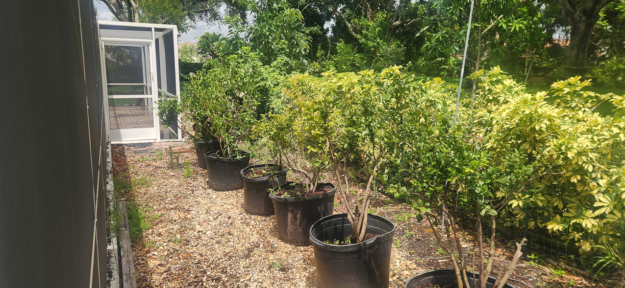 Our blueberry field from Albriton Farms  (NO problem)  ~~  