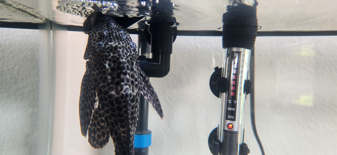 Windex the Beast  ~~  