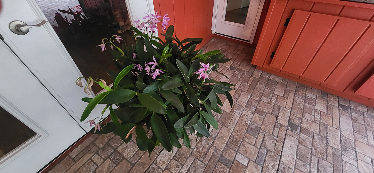 Mom Mom's Orchid blooming on her first death anniversary   ~~  