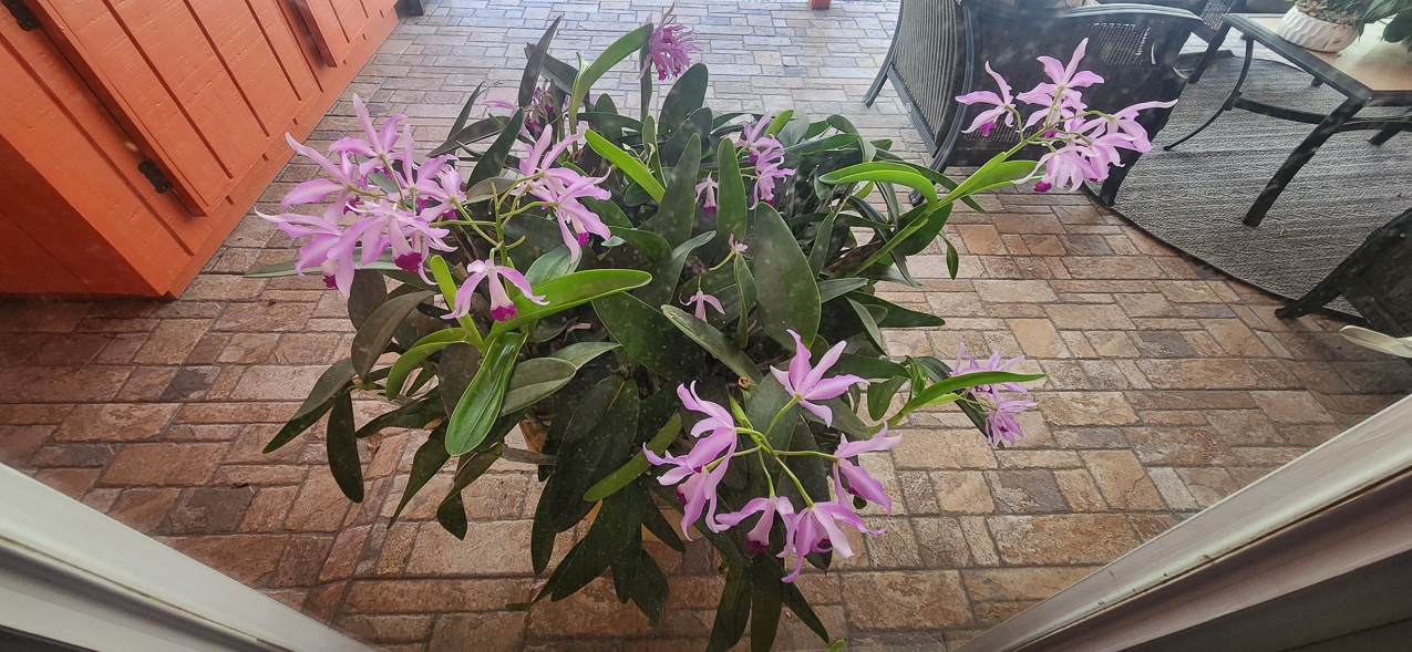 Mom Mom's Orchid blooming on her first death anniversary   ~~  