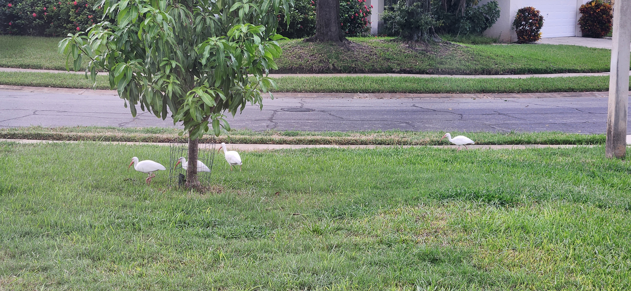 Mary's favorite bug eating birds  ~~  