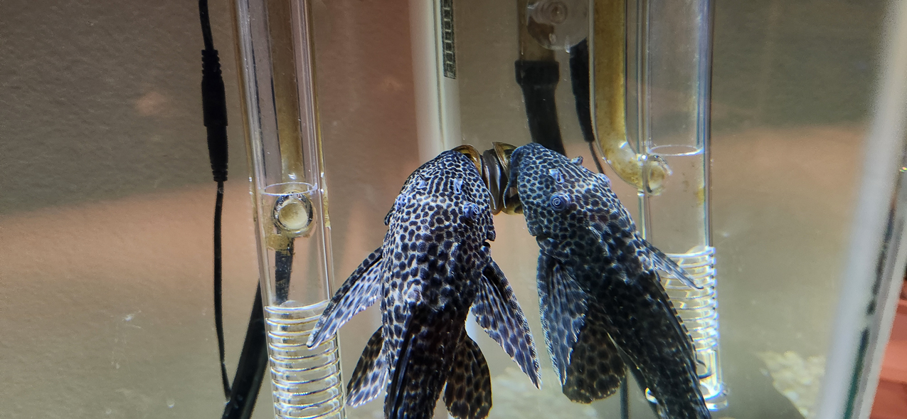 Windex and The Lads  ~~  