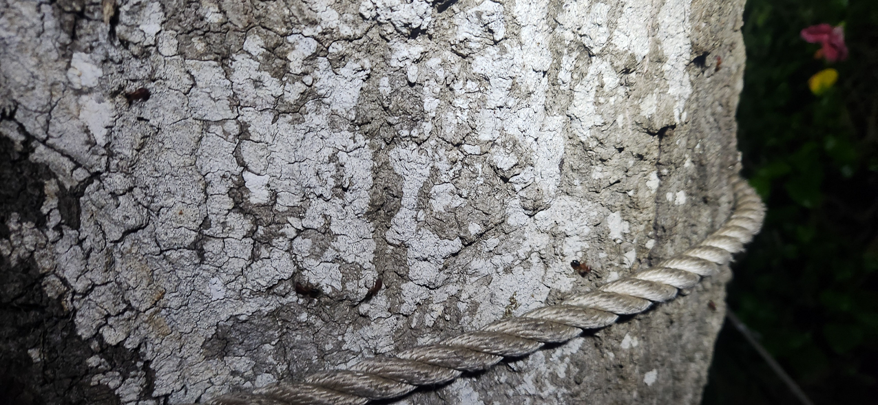 FIRE ANTS on my trees  ~~  