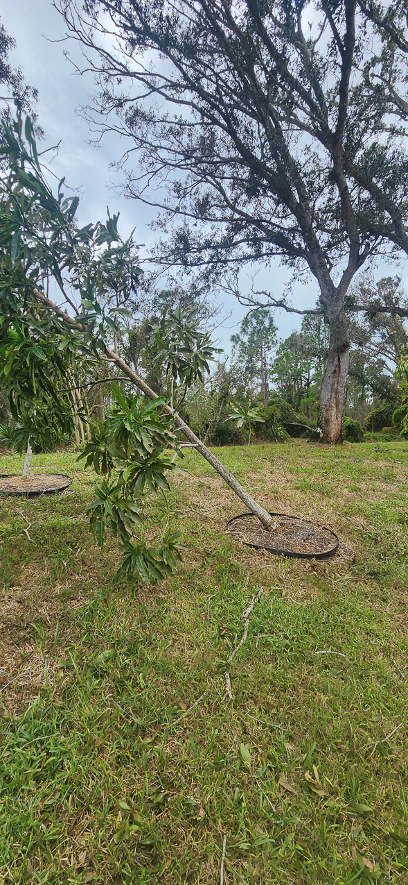   ~~  Hurricane Milton hits Siesta Key as CAT 3 October 10 2024