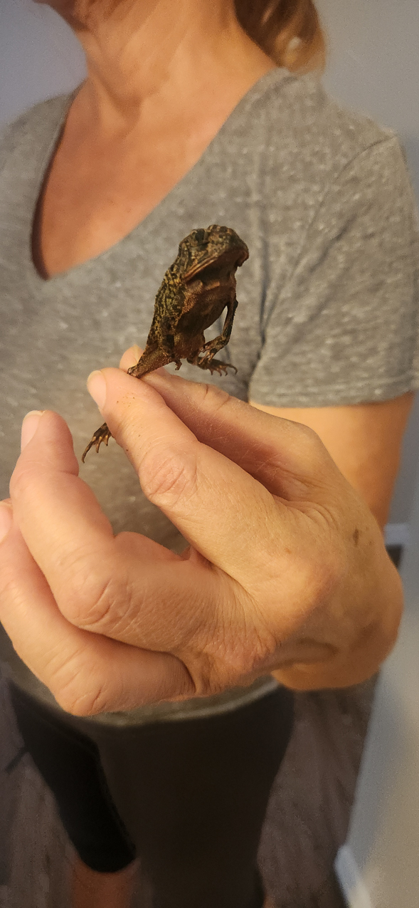   ~~  Hurricane Milton hits Siesta Key as CAT 3 October 10 2024