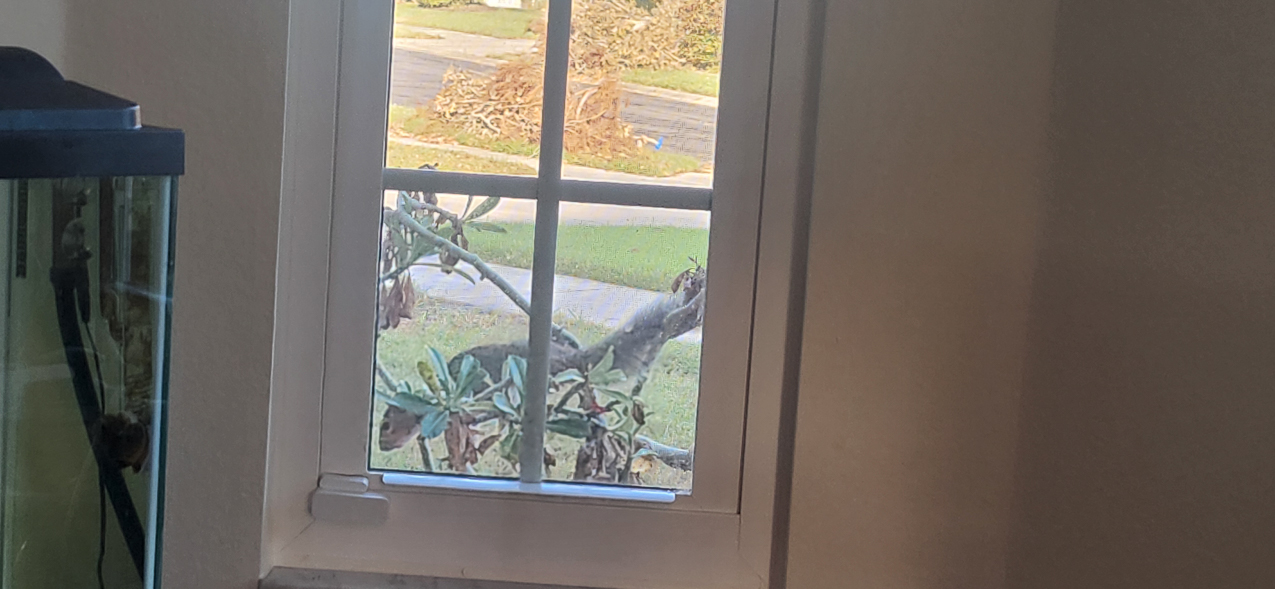 Super Squirrel In Florida  ~~  