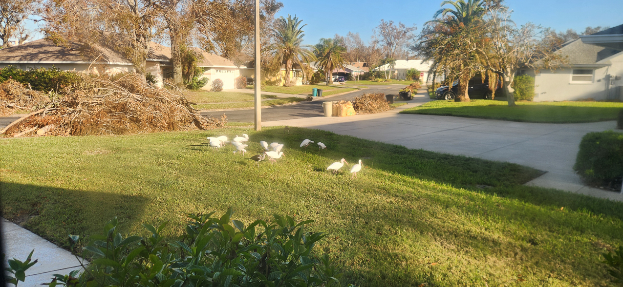 Flock of Mary's Favorite Birds Eating Bugs  ~~  